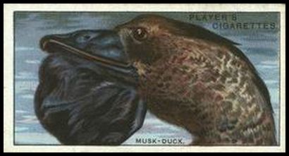 10 The Musk Duck